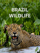 Brazil wildlife