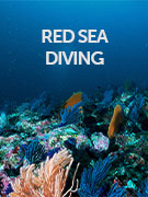 Diving in the Red Sea