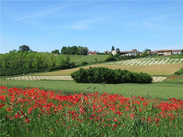 Piedmont walking vacation, Vineyards of Barolo 