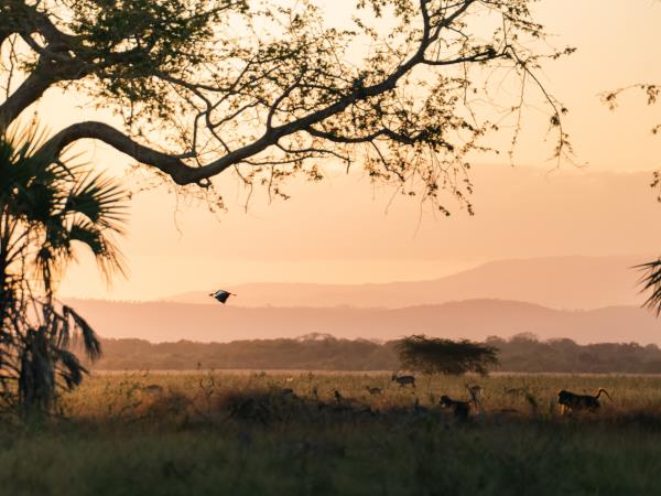 Mozambique safari vacation