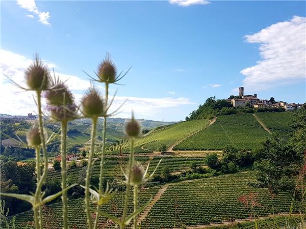 Piedmont walking vacation, Vineyards of Barolo 