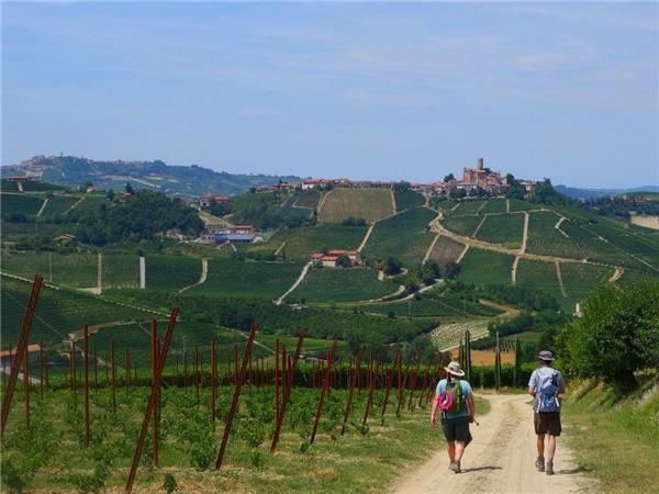 Piedmont walking vacation, Vineyards of Barolo 