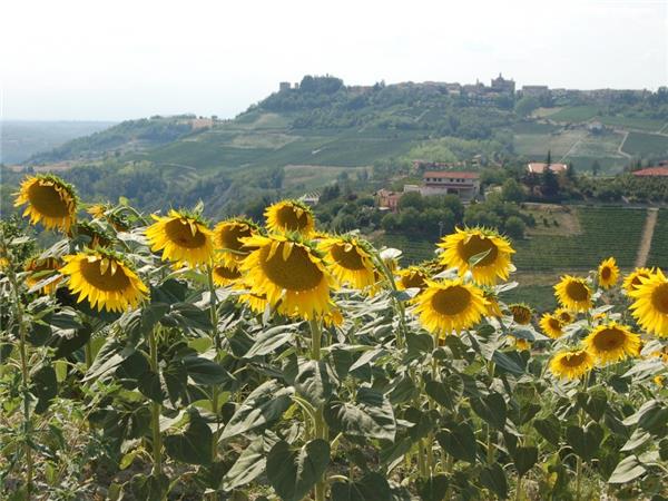 Piedmont walking vacation, Vineyards of Barolo 