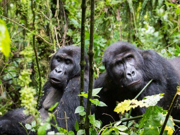 Gorilla safari in DRC, Rwanda & Burundi