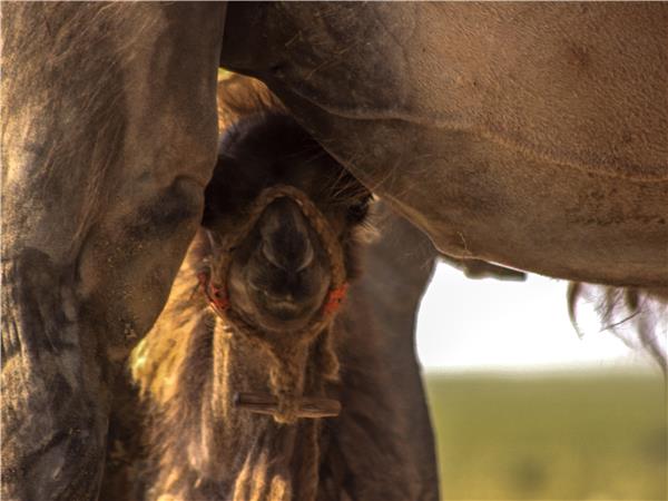 Mongolia adventure vacation, small group