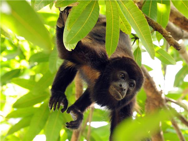 Costa Rica wildlife holiday, Coastal Secrets