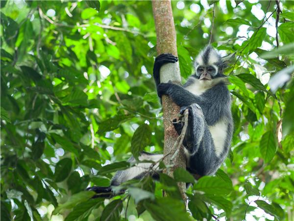 Indonesia wildlife vacation, primates and dragons