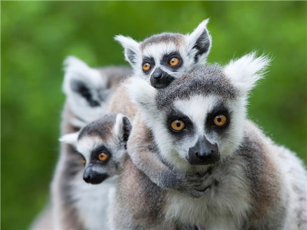 Madagascar small group vacation