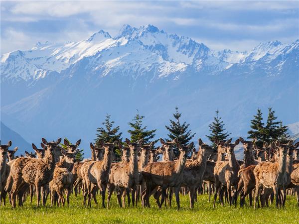 New Zealand north and south tour, in comfort