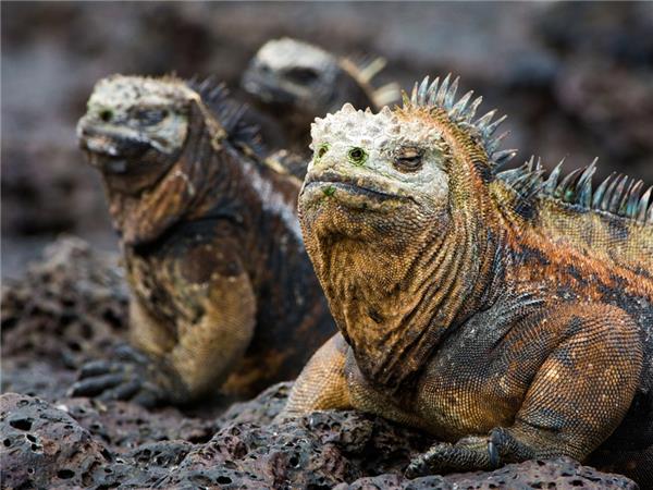 Galapagos cruise vacation