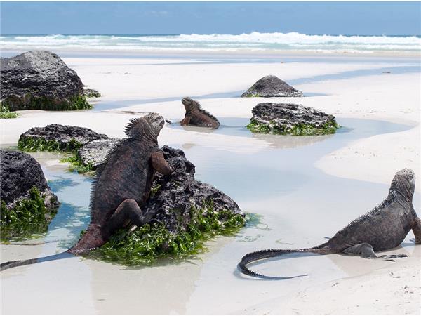 Galapagos cruise vacation