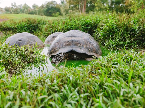 Galapagos, Bolivia and Peru tour