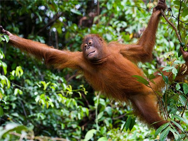 Borneo family vacation to see Orangutans