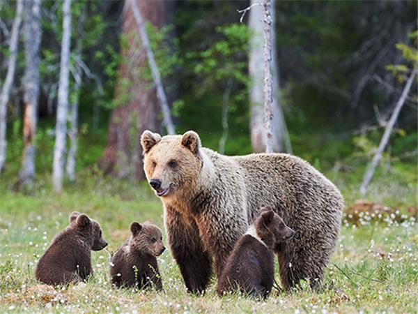 Alaska wildlife holidays