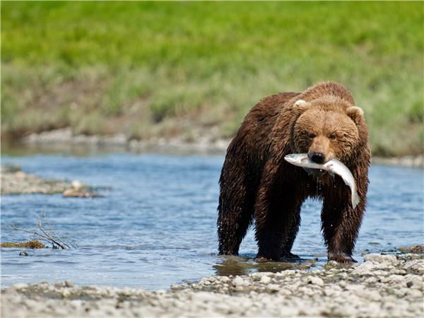 Alaska wildlife holidays