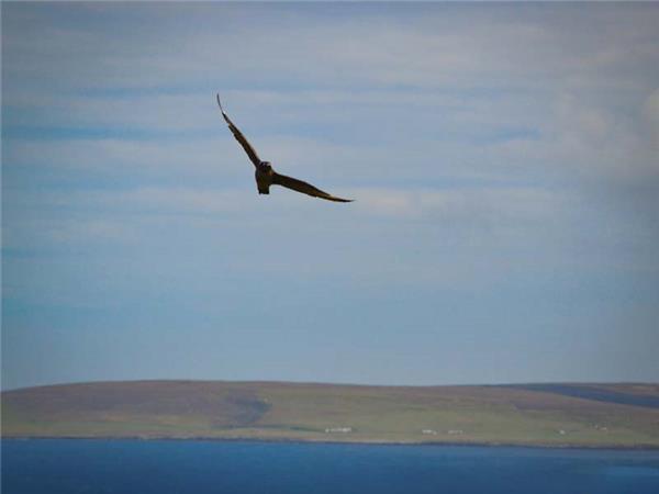 Orkney Isles walking vacation, small group