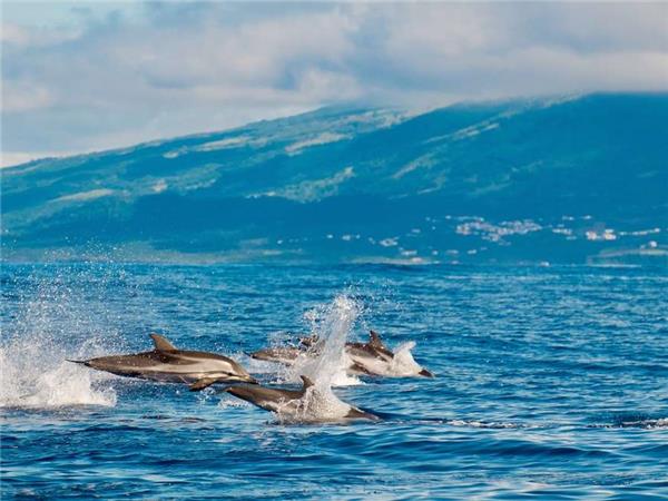 Island hopping in the Azores, small group