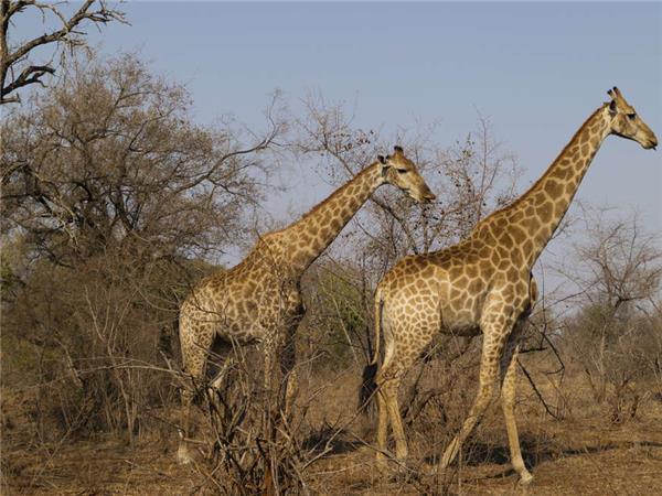 South Africa and Swaziland safari vacation