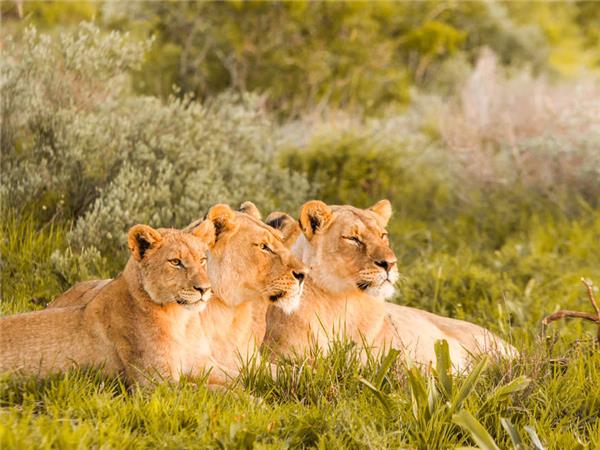 South Africa and Swaziland safari vacation