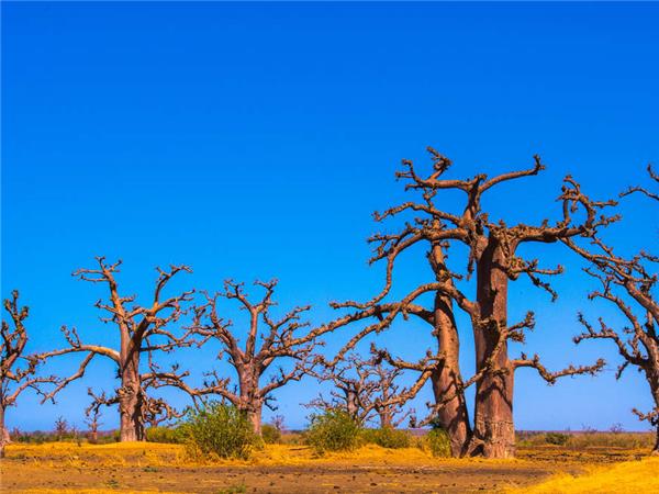 Senegal and Gambia river cruise vacation