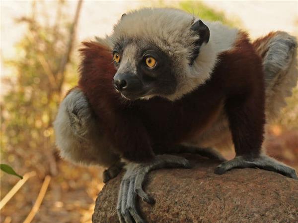 Madagascar vacations, The lost continent