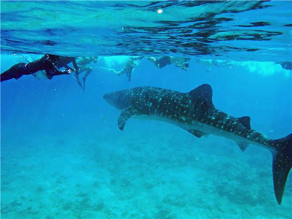 Maldives vacation, wildlife cruise