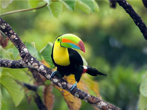 Natural highlights tour of Costa Rica