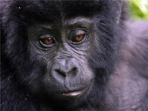 Uganda gorillas and wildlife holiday