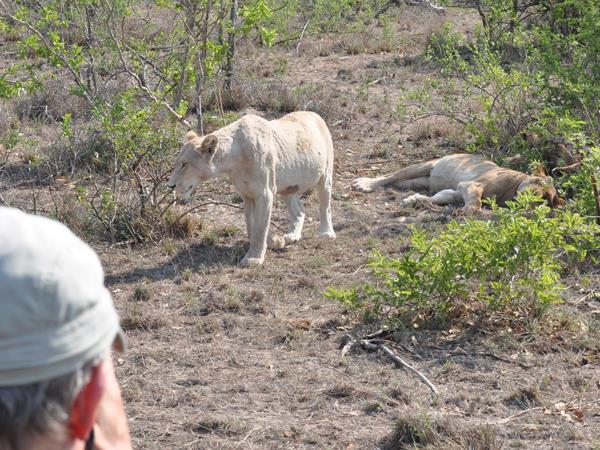 Three Reserve safari in South Africa