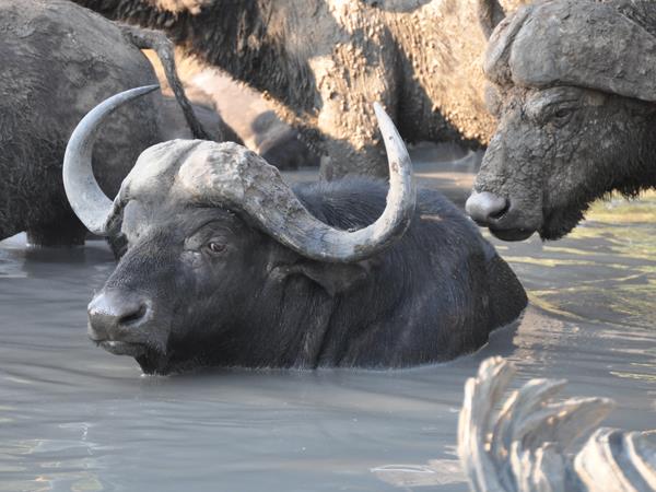 Three Reserve safari in South Africa