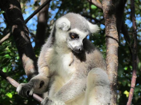 North Madagascar adventure and wildlife vacation