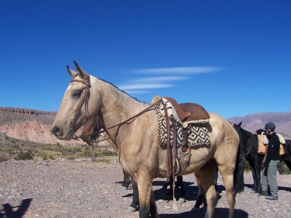 Horse riding & trekking in Argentina