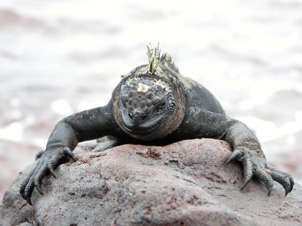 Galapagos & Ecuador tailor made vacations