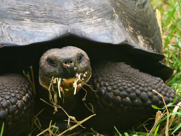 Galapagos & Ecuador tailor made vacations