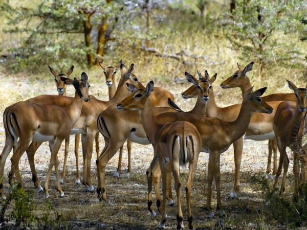 Selous safari & Mafia Islands diving vacation