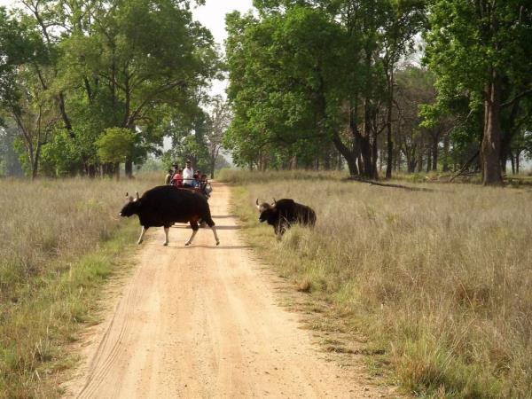 Wildlife photography vacation in India