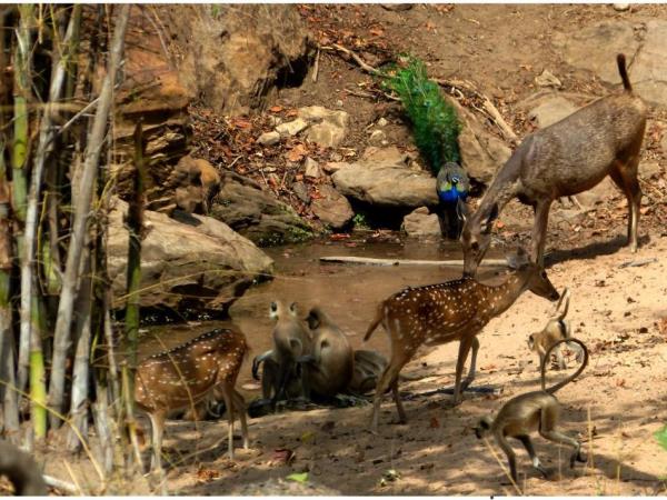 Wildlife photography vacation in India