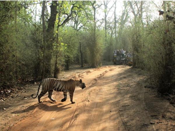 Wildlife photography vacation in India