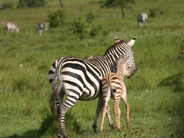 Kenya 9 day Safari, tailor made  