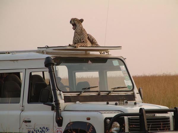 Kenya 9 day Safari, tailor made  