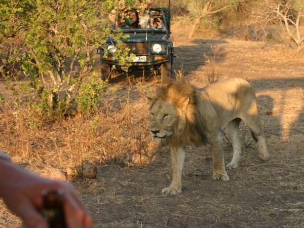 Kenya 9 day Safari, tailor made  