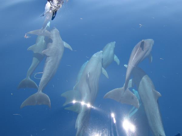 Wildlife sailing holiday in Scotland