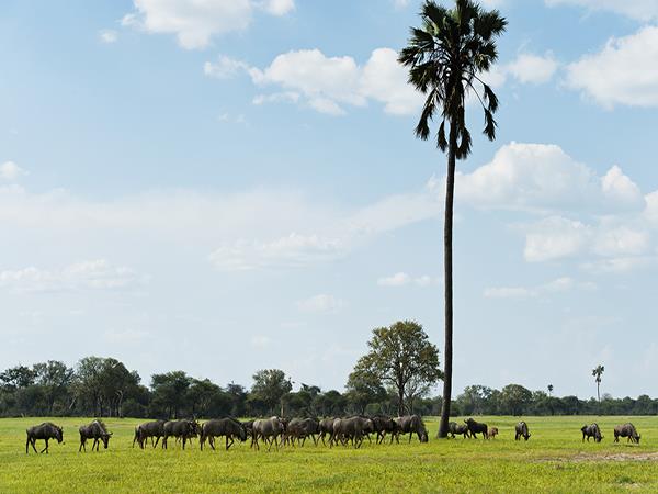 Zimbabwe riding vacation