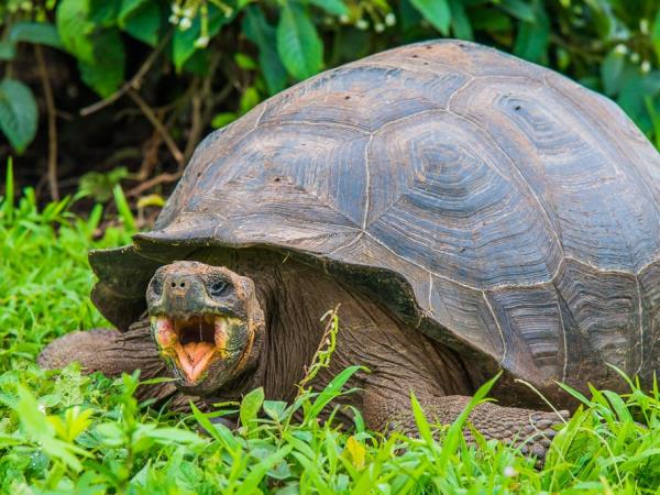 Classic Galapagos land based holiday, 8 days