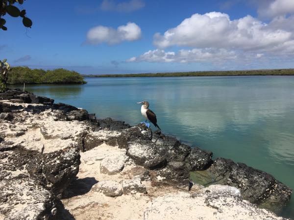 Classic Galapagos land based holiday, 8 days