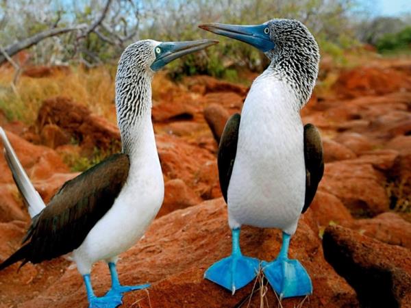 Classic Galapagos land based holiday, 8 days