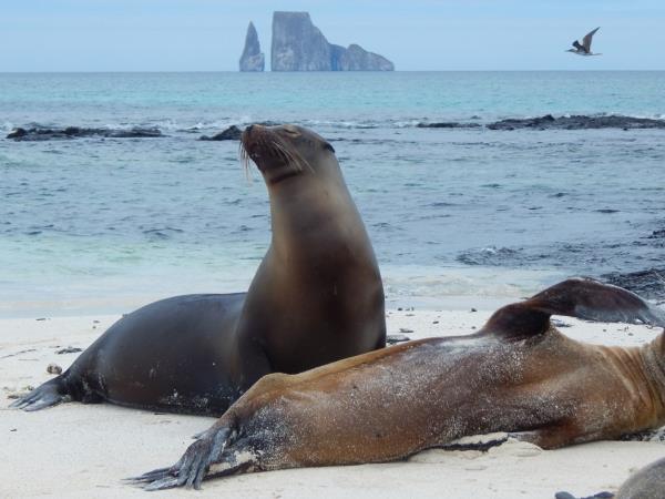 Classic Galapagos land based holiday, 8 days