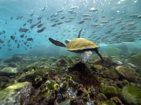 Classic Galapagos land based holiday, 8 days