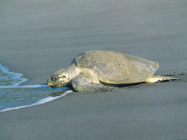 Costa Rica nature adventure tour