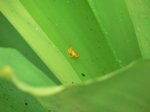 Jungle trekking vacation in Guyana